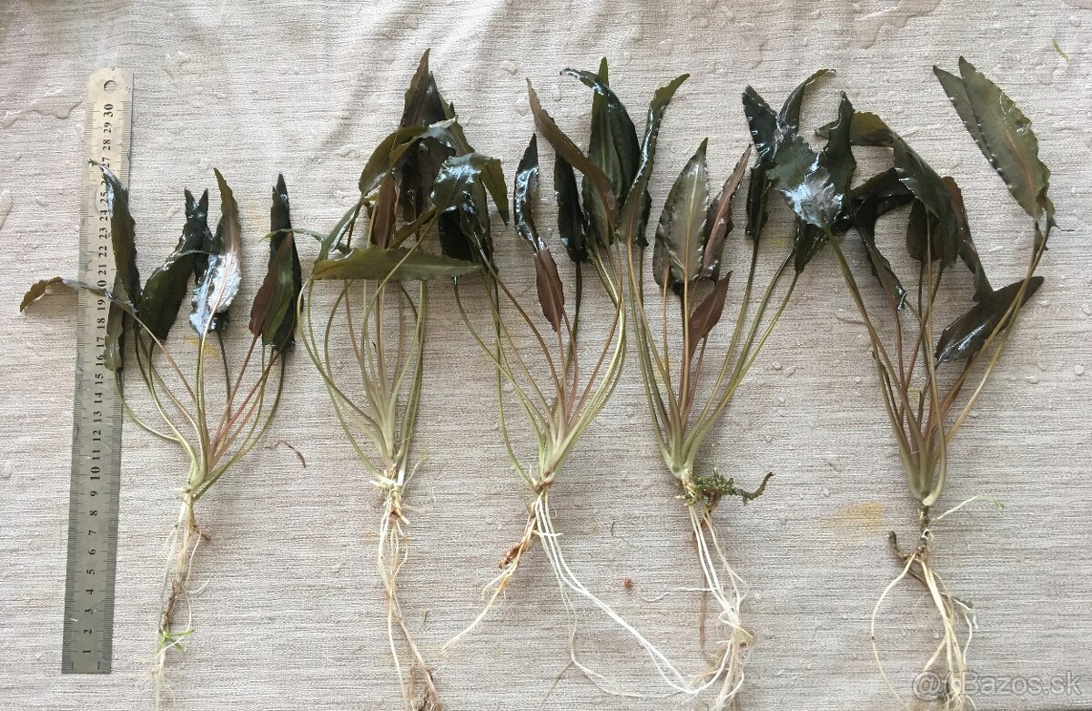 akvarijne rastliny