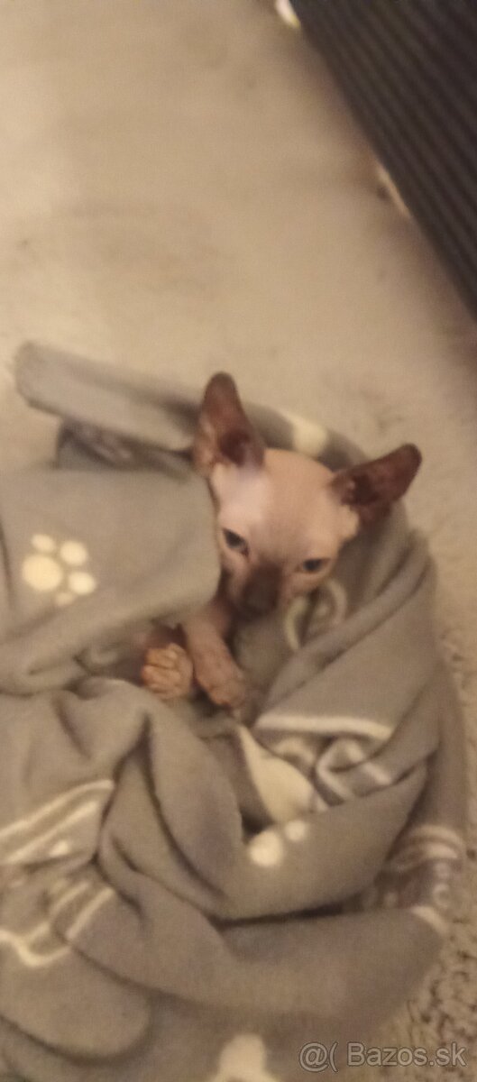 Sphynx