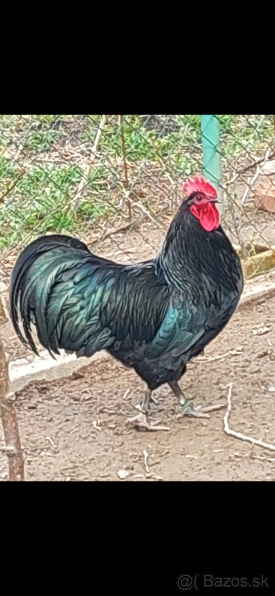 Kohút, Australorpka veľka čierna .
