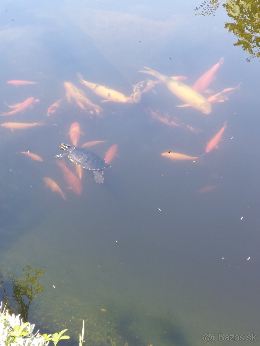Koi kapor