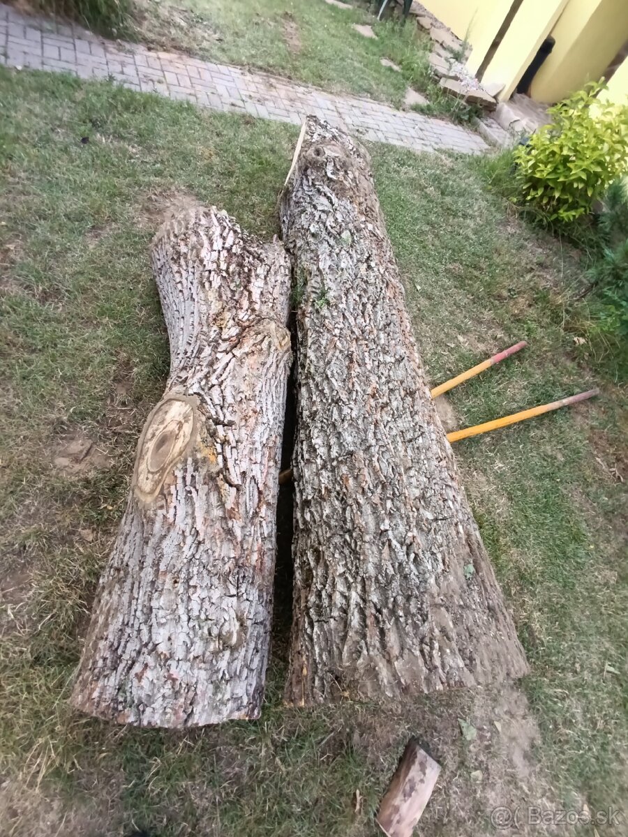 Kmeň orecha