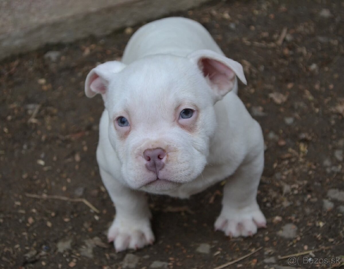 American bully pocket/ standard