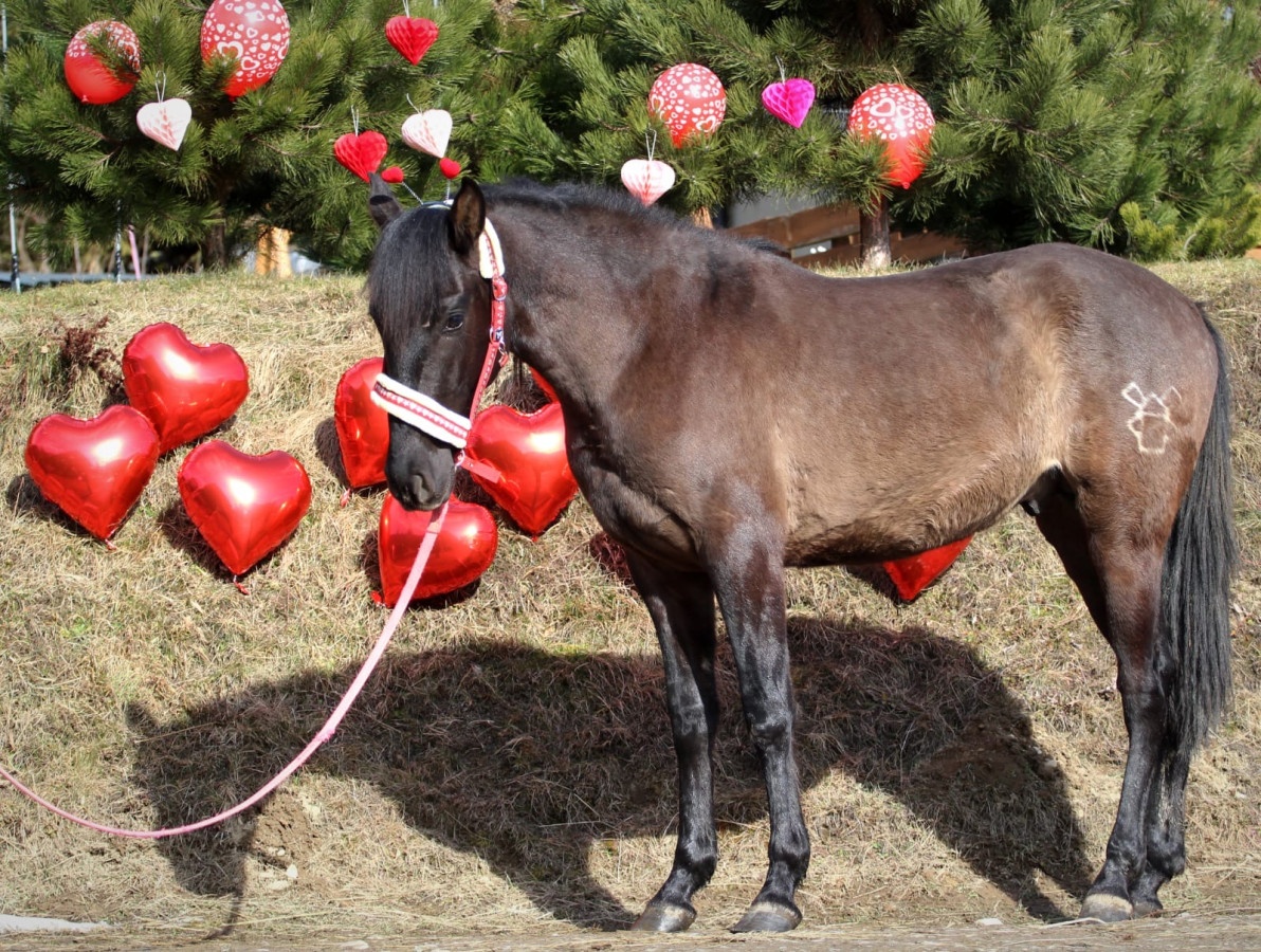 Čierny andalúzsky PRE v Poľsku, valach