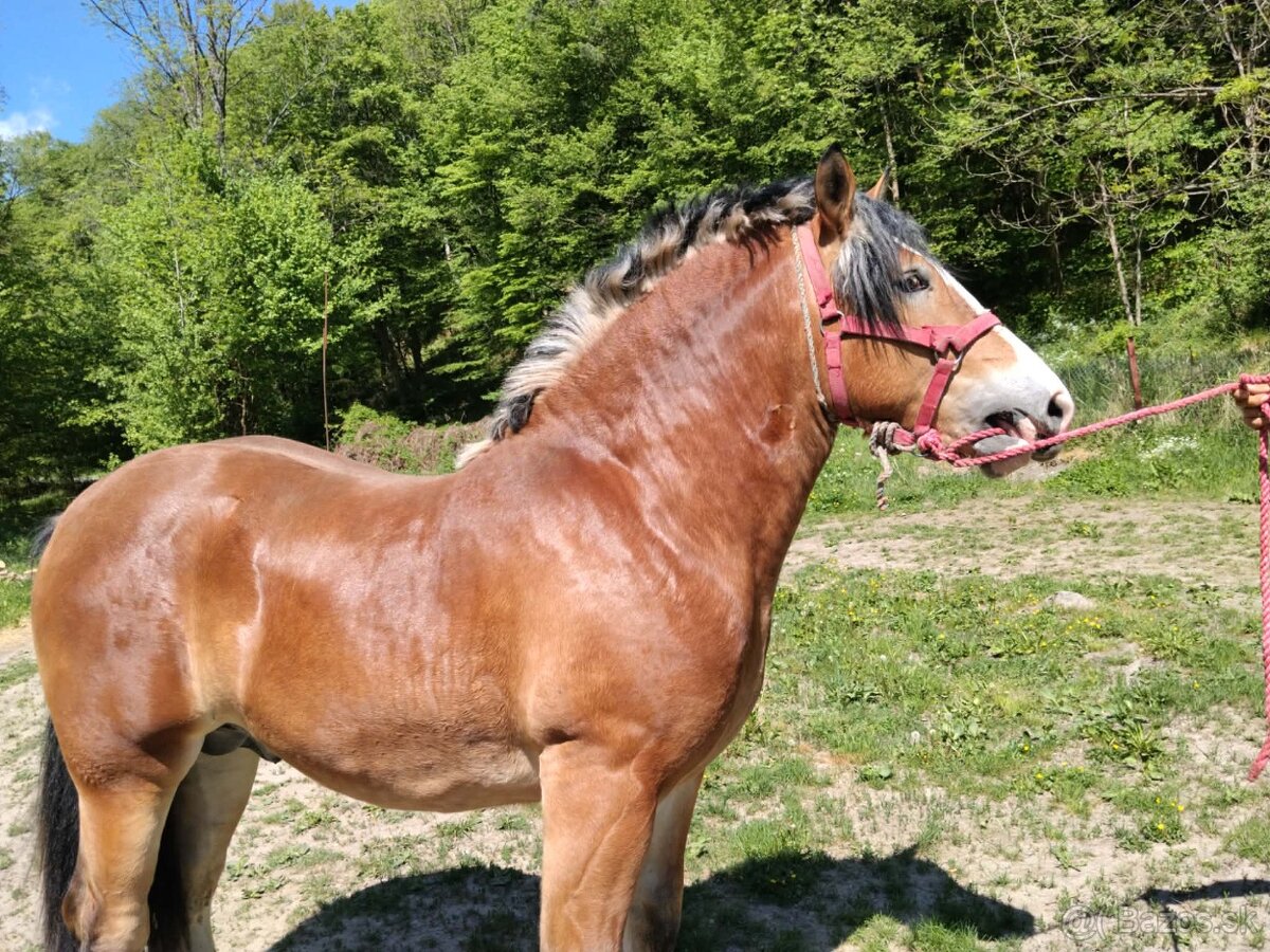 Predám alebo vymením mladého žrebca