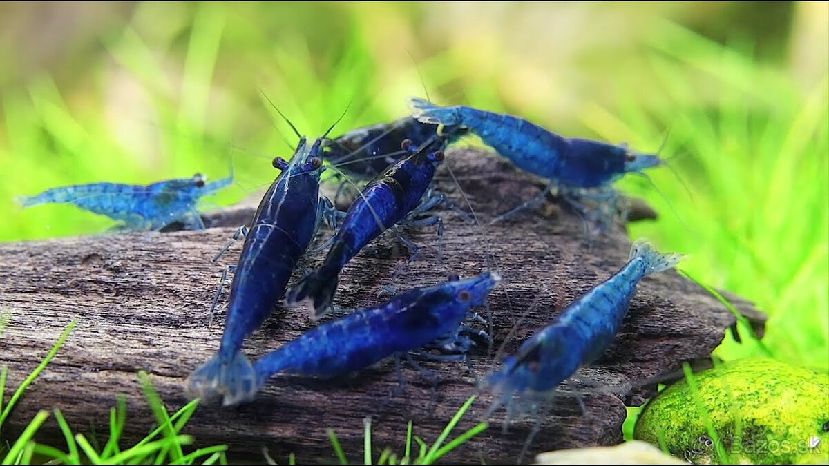 krevetky modré 10ks - Neocaridina Blue Dream