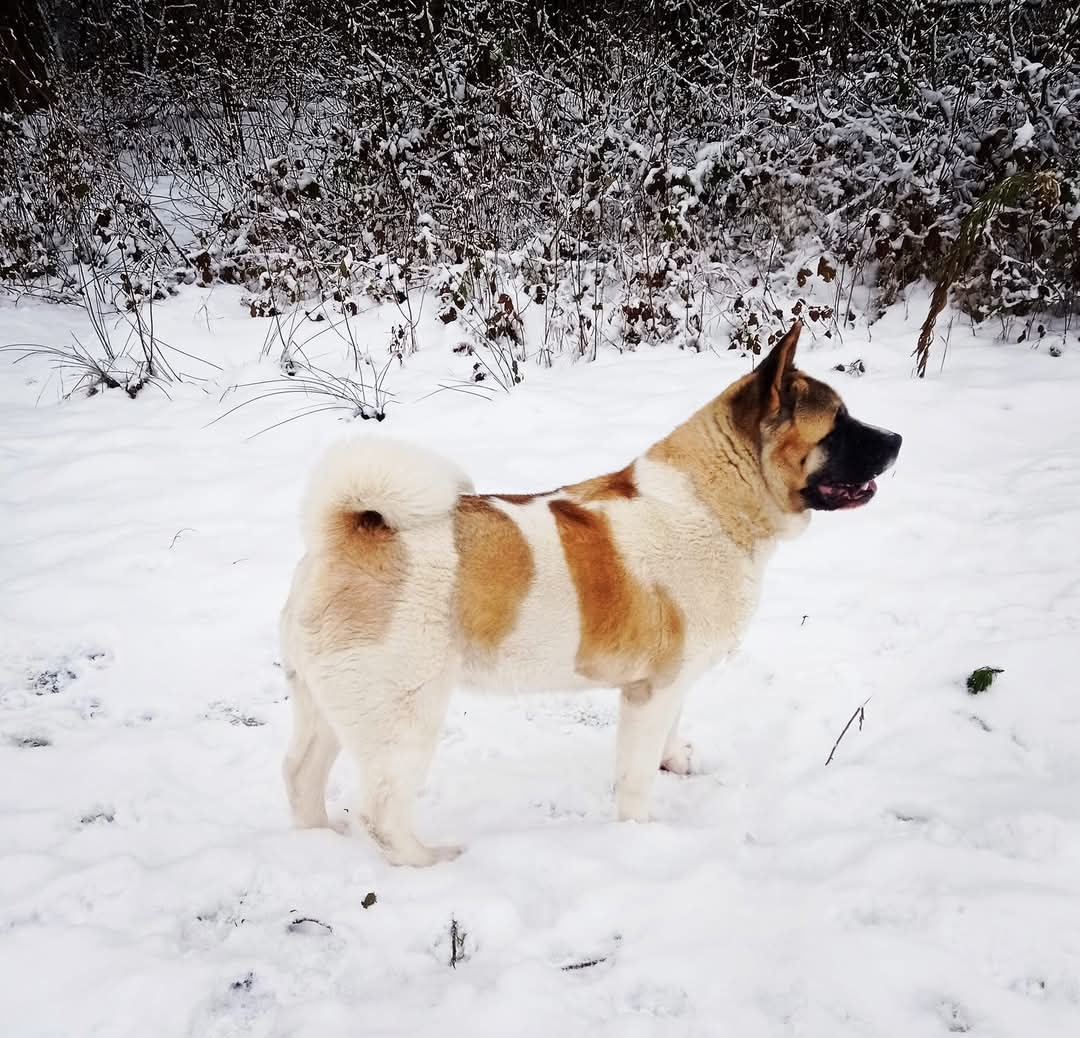 Americká Akita - American Akita