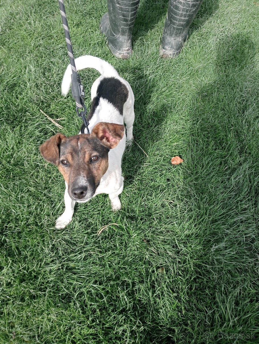 Jack Russell