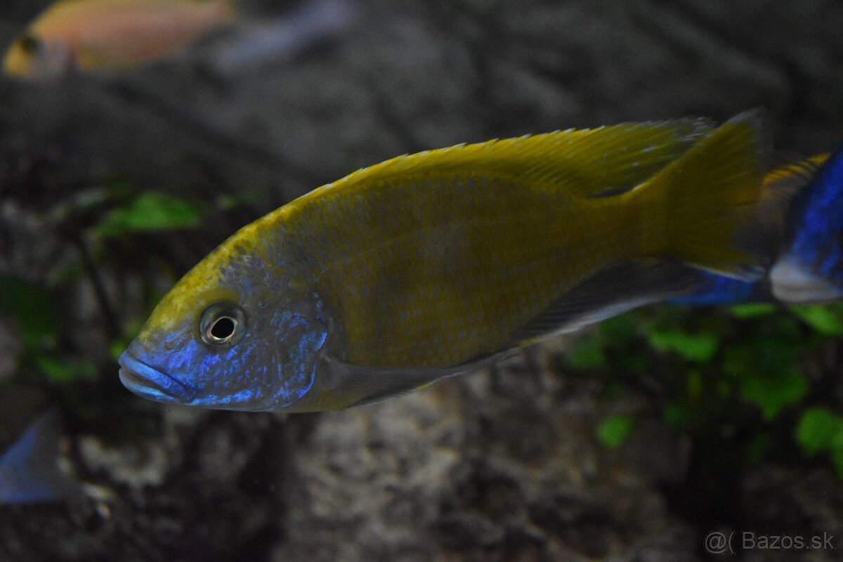 Nimbochromis Venustus