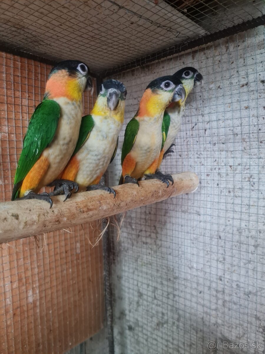 Amazonik čierotemenny