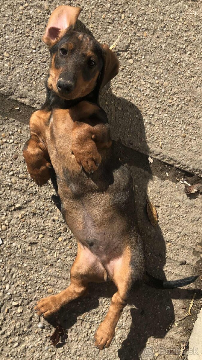 Jazvečík štandard šteniatko