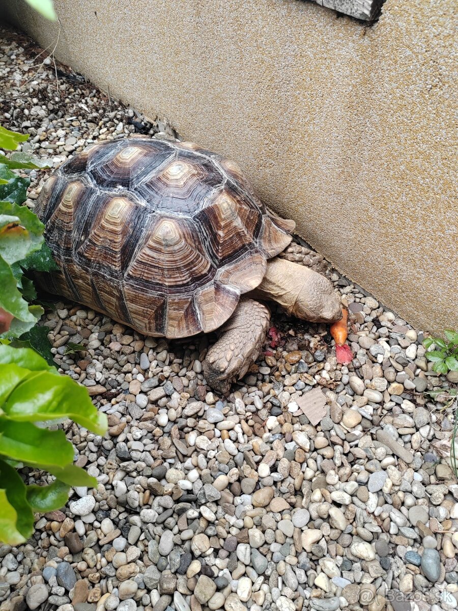 Sulcata