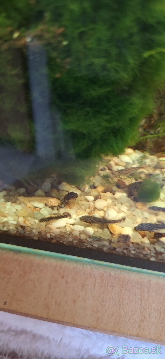 Darujem prísavníky a mach