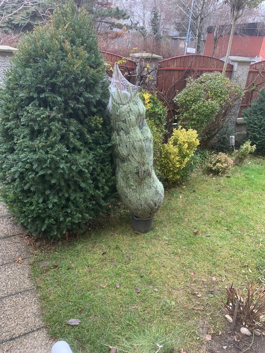 Vianocny stromcek-jedla .zivy