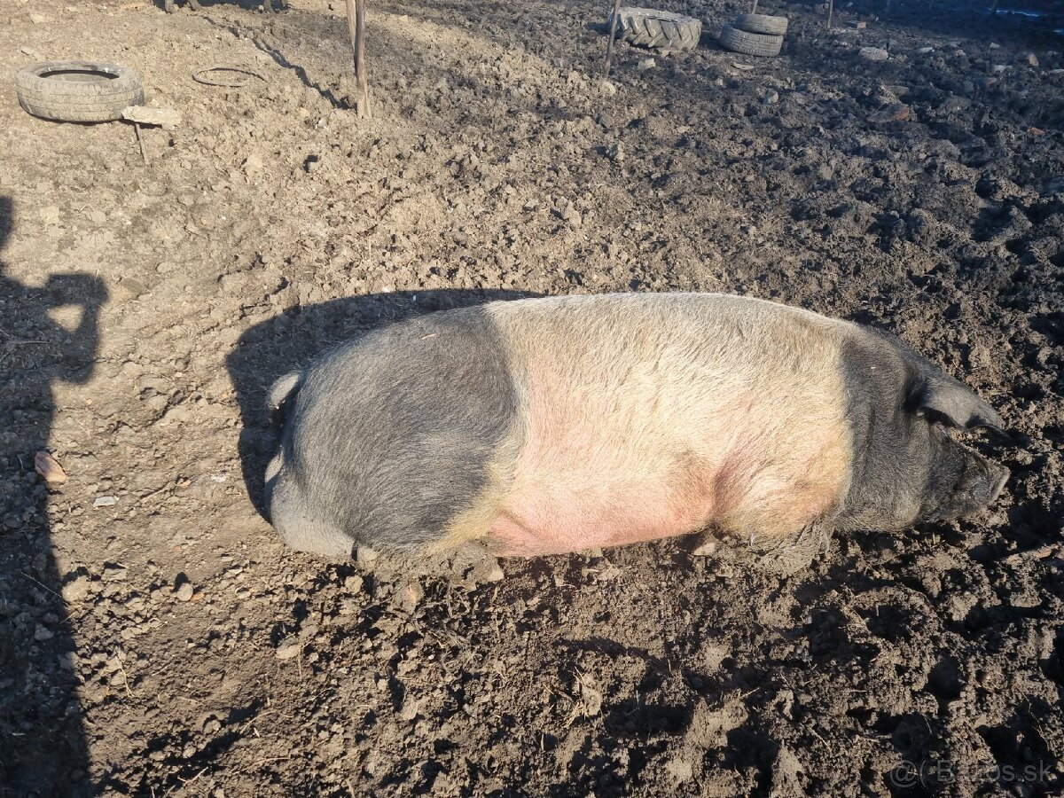 Predám Ošípané prasa prasnica