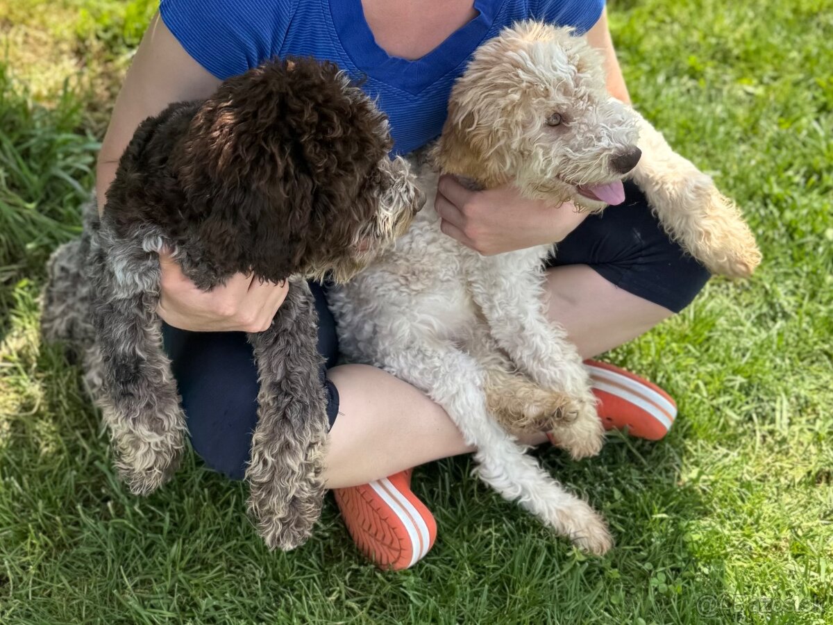 Lagotto romagnolo s PP