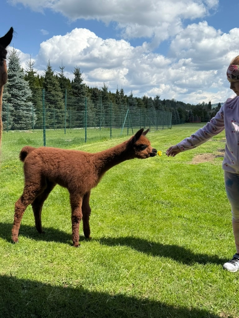 Lama alpaka
