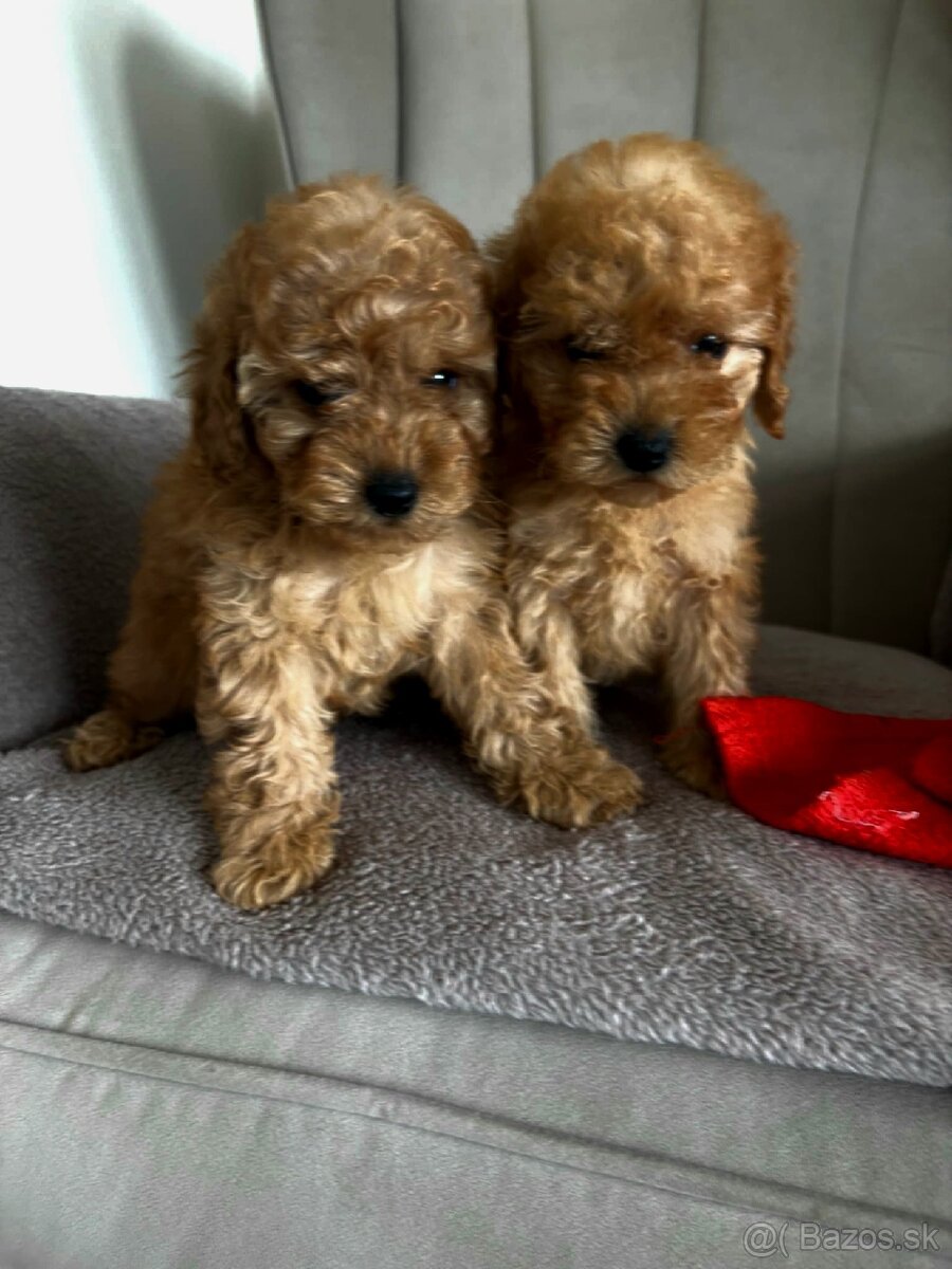 Pudel toy pudlik