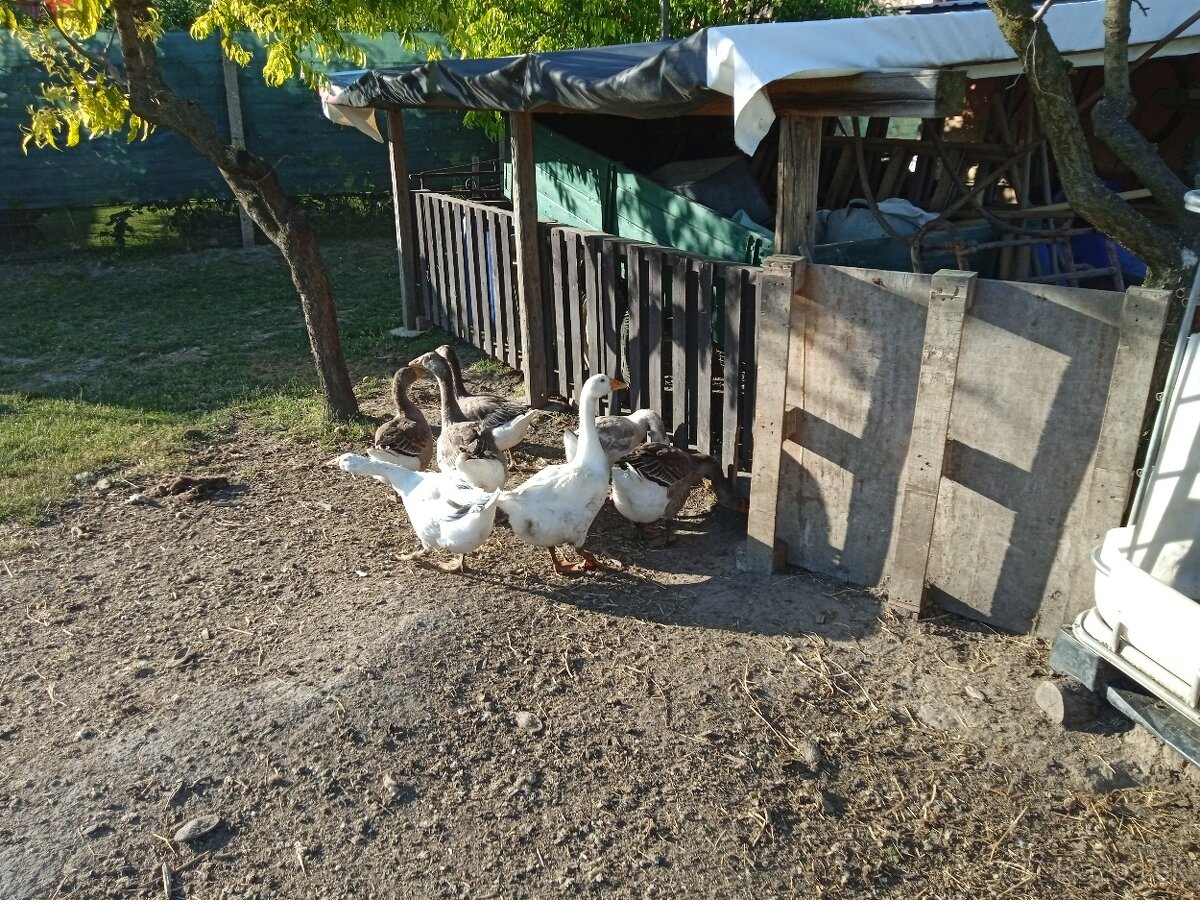 Predám husky