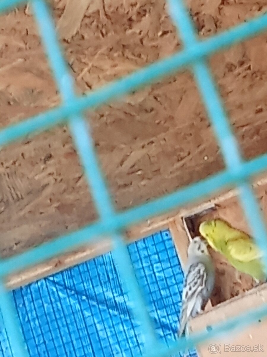 Predám párik anduliek vhodné ihneď do chovu na hniezdenie