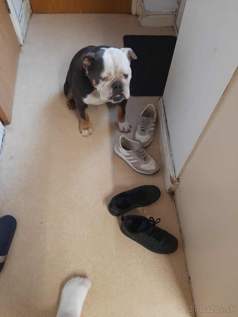 2 rocna sucka na predaj anglicky buldog