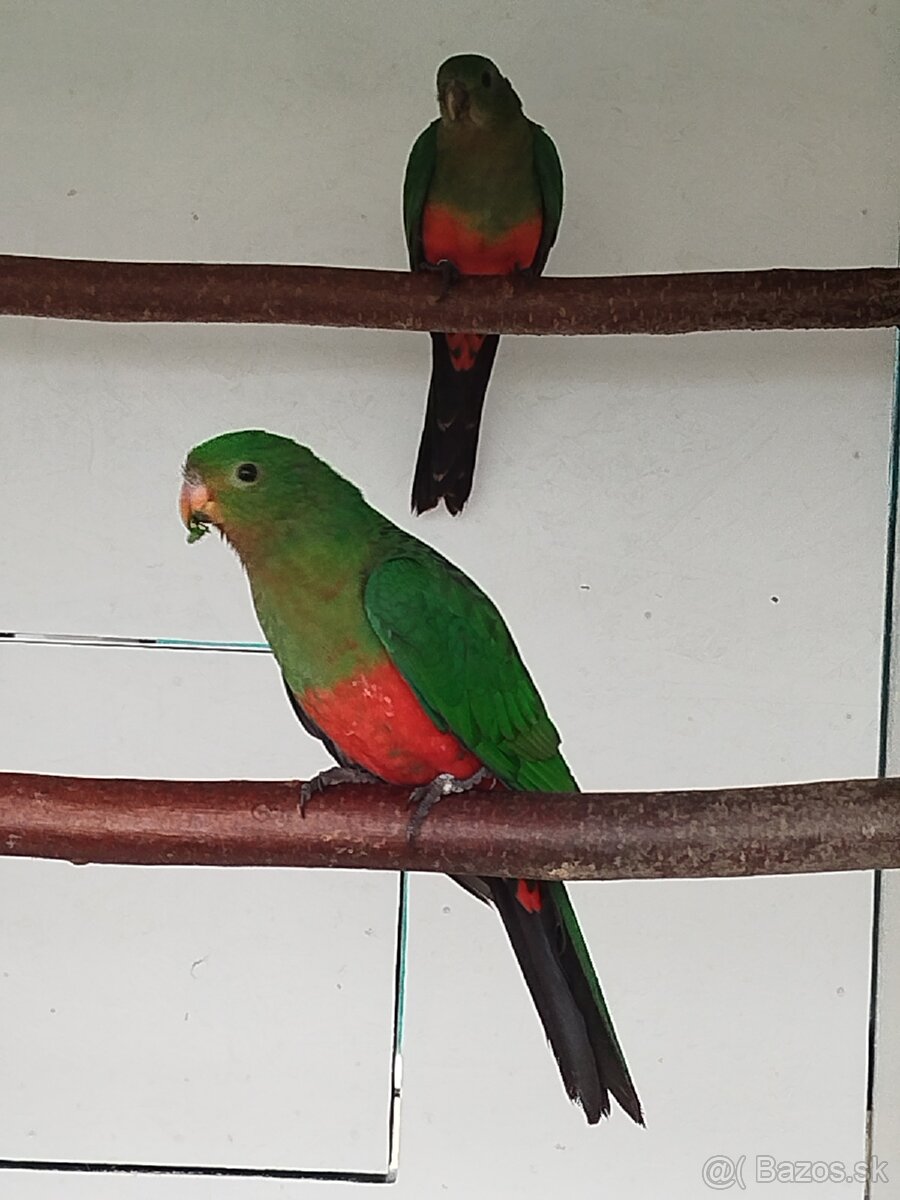 Papagáj kráľovský