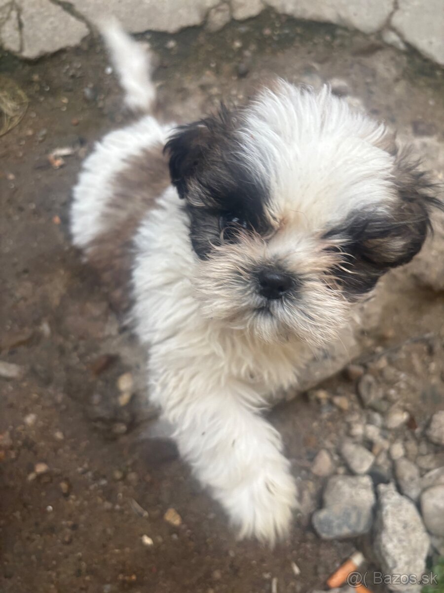 Krasne steniatko shitzu❤️❤️