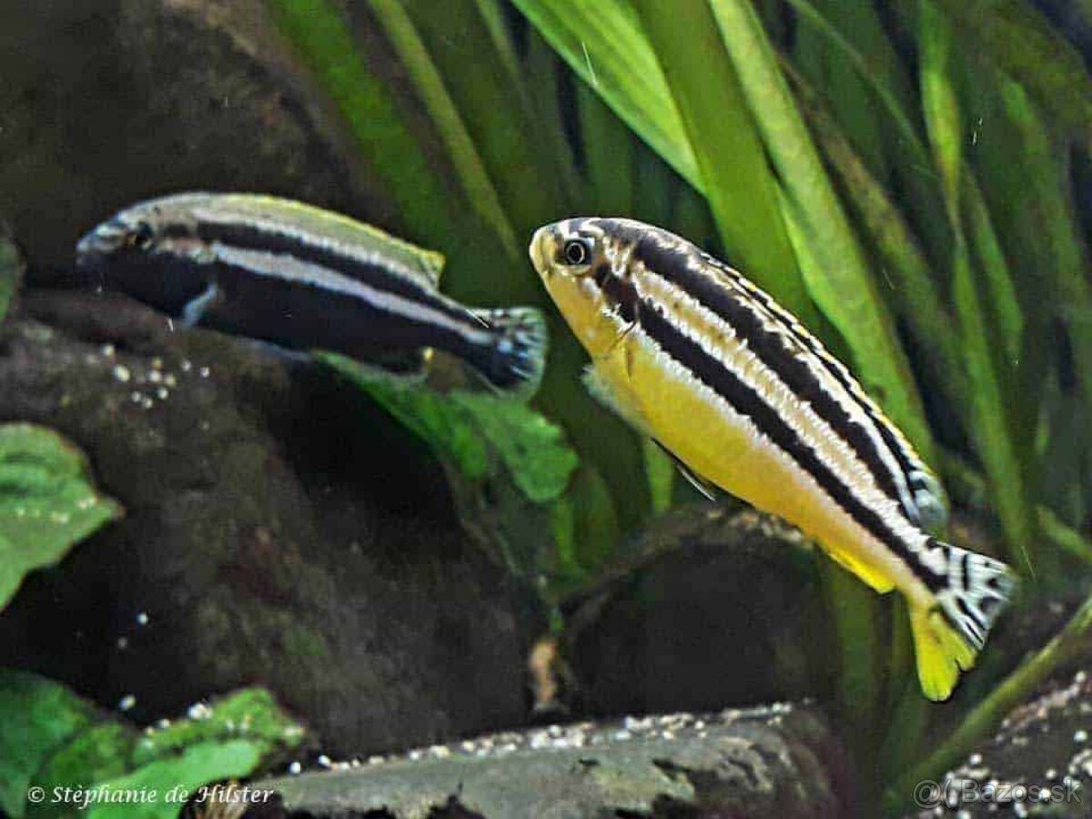 Melanochromis auratus