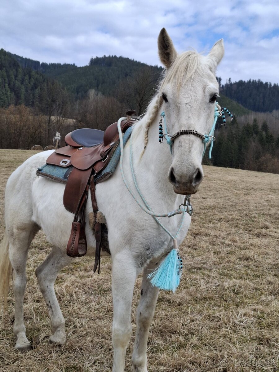 Ušľachtilá snehobiela kobyla lipican - 11r