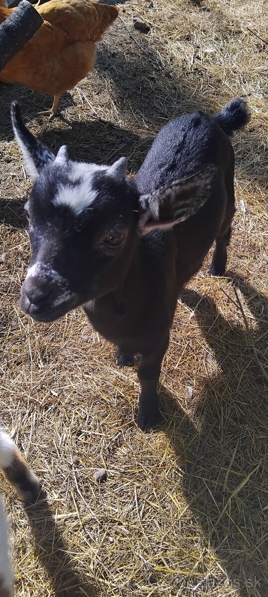 holandská mini kozička
