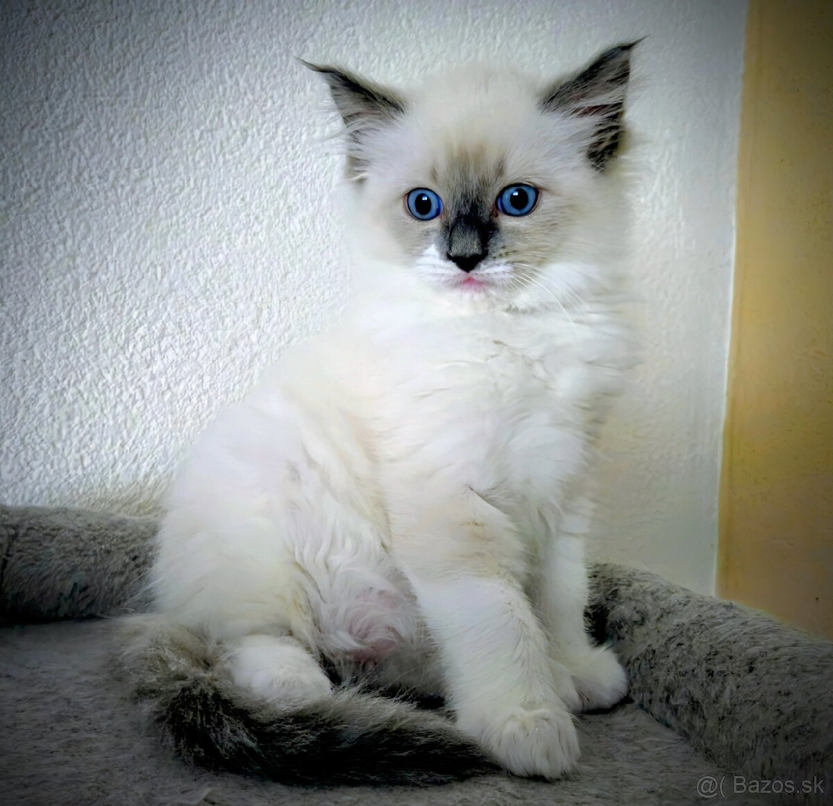 Ragdoll Mačička bez PP