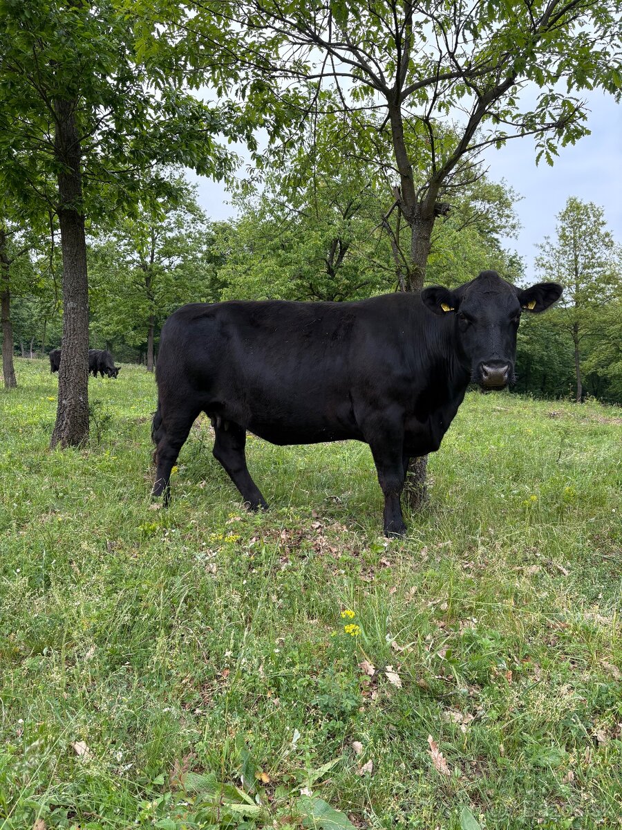 Kúpim Jalovice Aberdeen Angus-PONÚKNITE