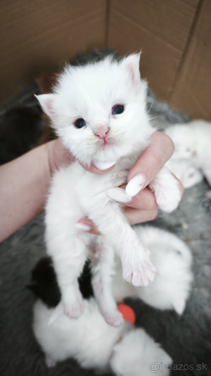 Maine coon mačiatko mco Mainska mačka