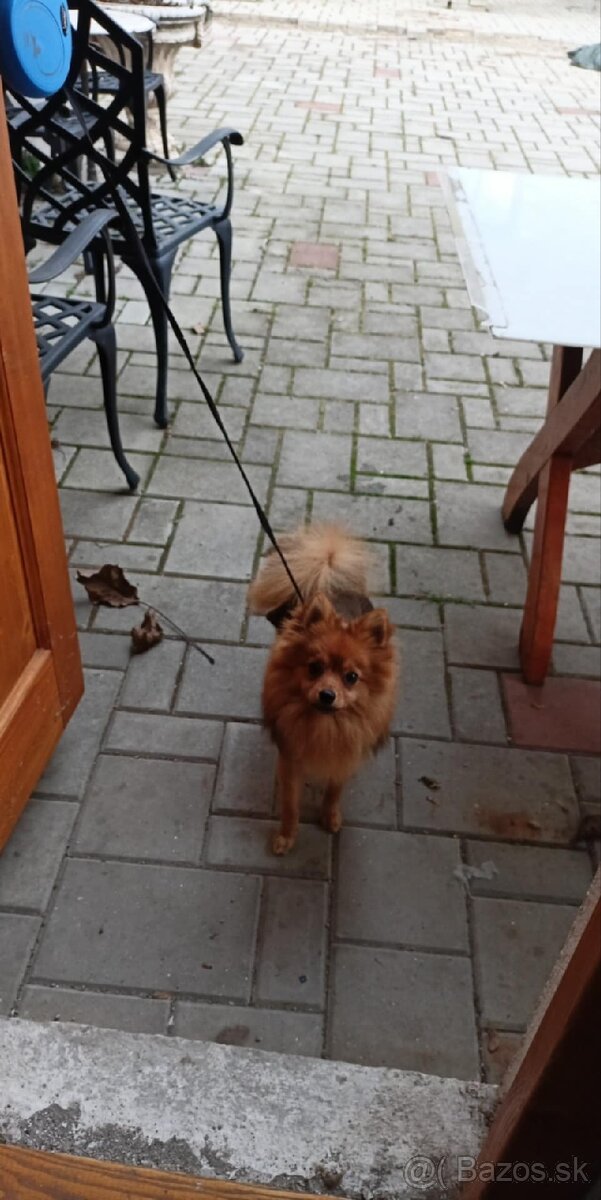 Psík na krytie.Nemeckýšpic pomerian.