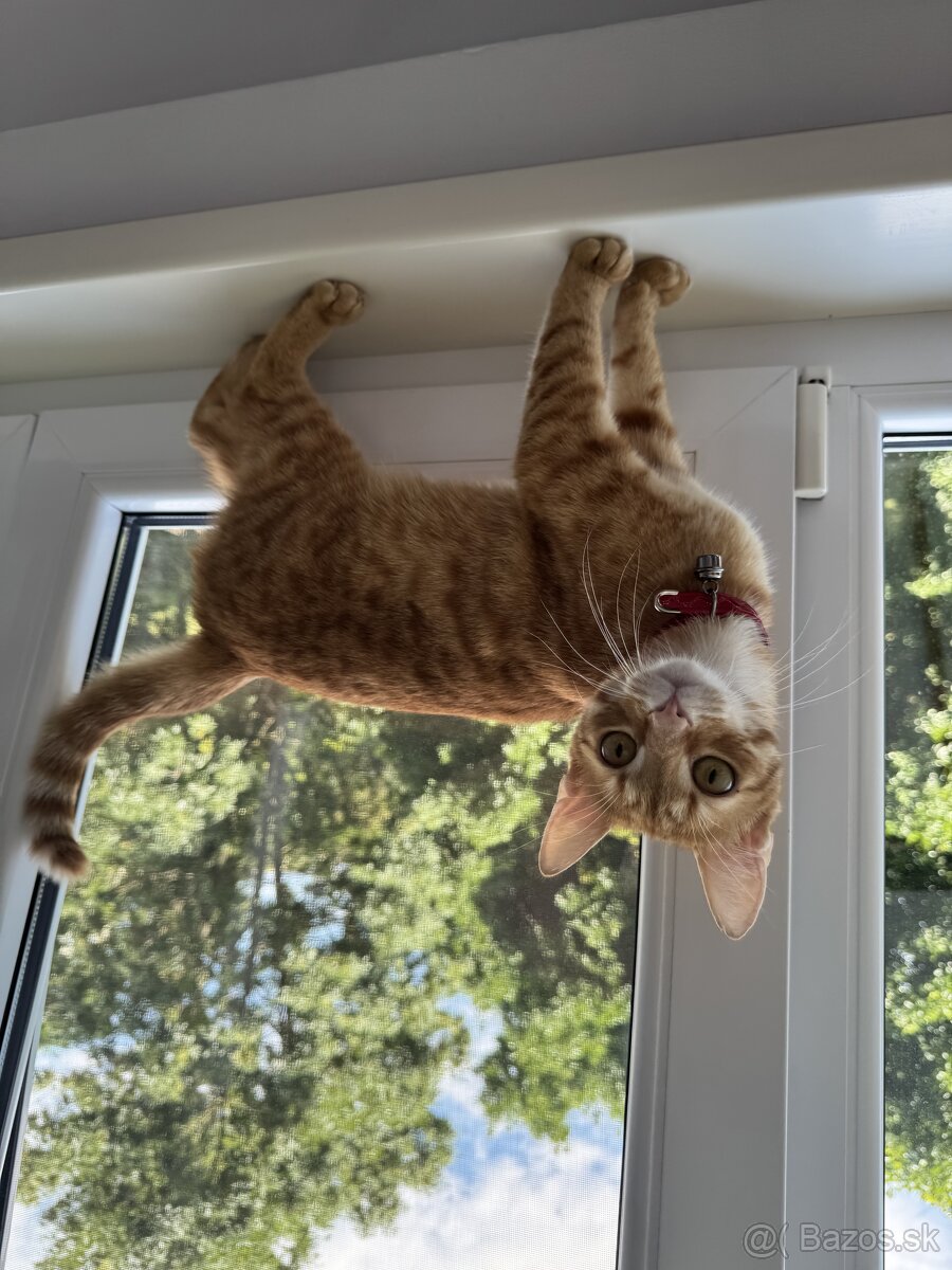 kocurik