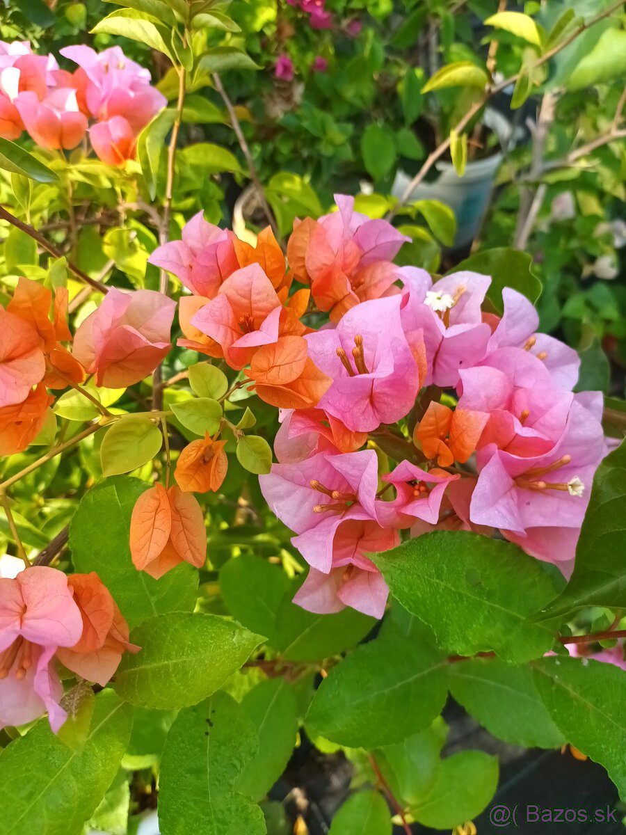 Bougainvillea,( bougainvillea, bugenvilea, bugenvila )