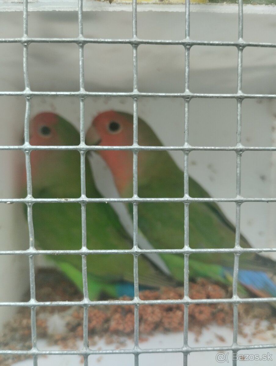 agapornis ružovohrdlý