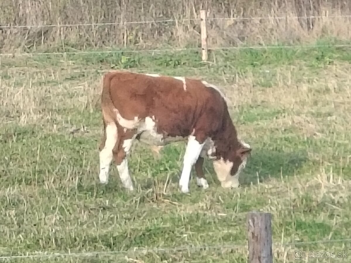 Predám teľacie mäso