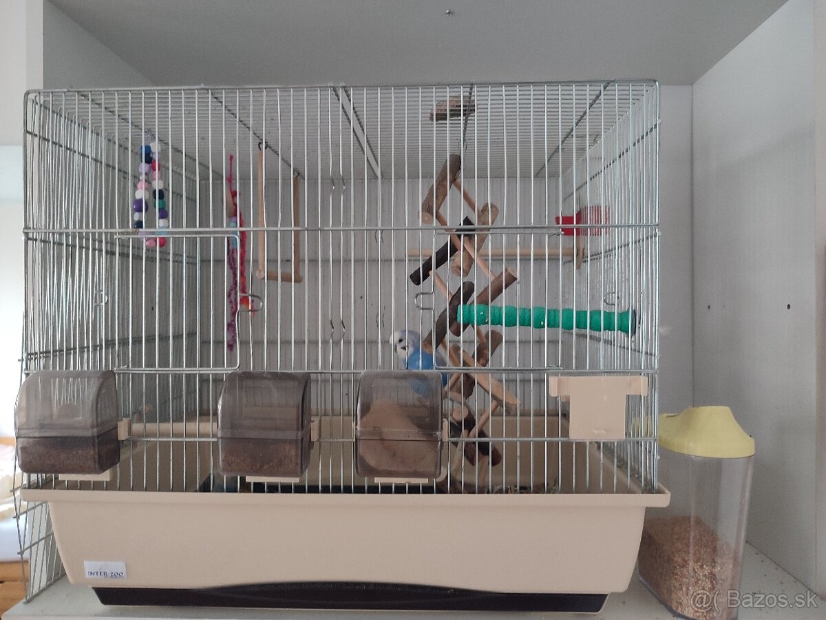 Andulka – dvojročný samček s kompletnou výbavou 🐦