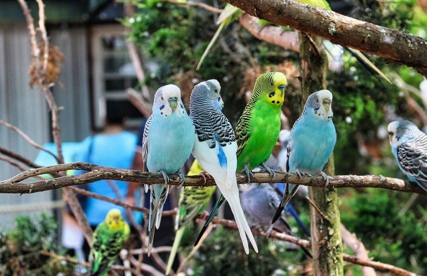 KÚPIM EXOTICKE VTÁCTVO