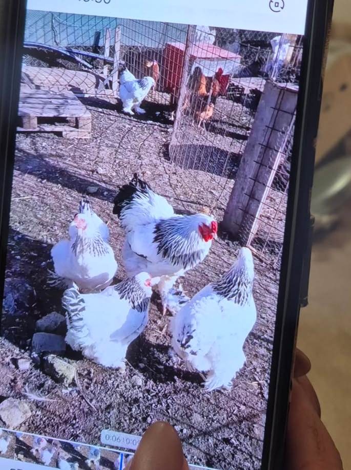 Násadové vajíčka