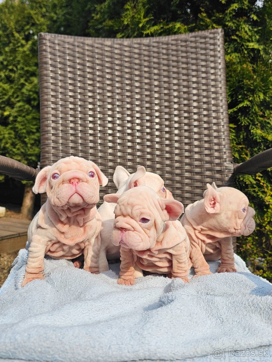 Francúzsky buldoček visual pink