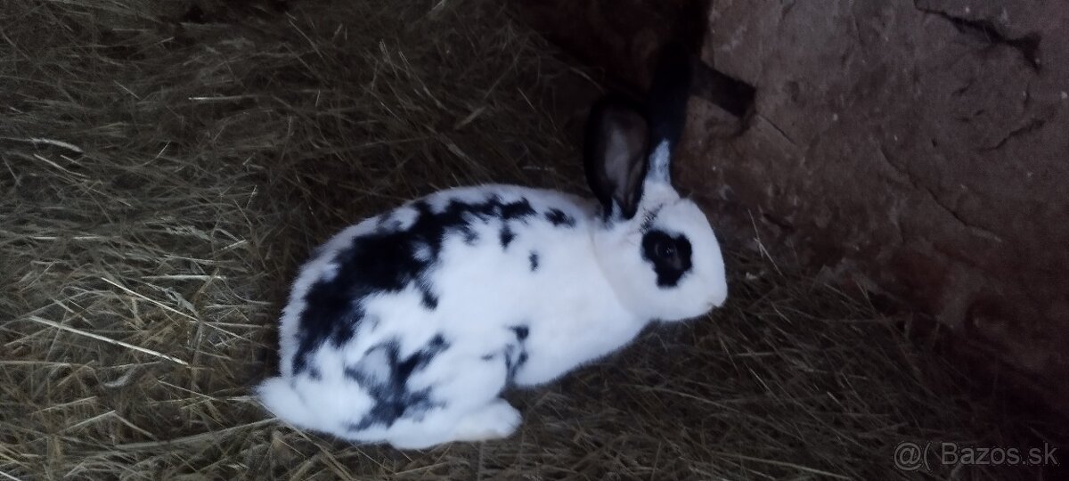 Samec kríženec Nemecký strakač