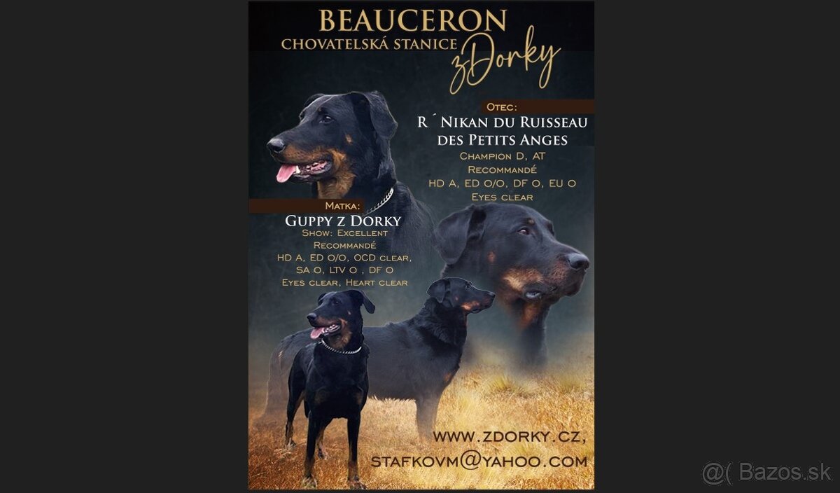 Beauceron - francouzský ovčák - štěně