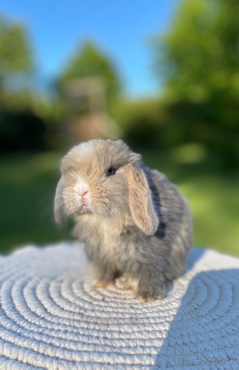 Mini Lop s VP