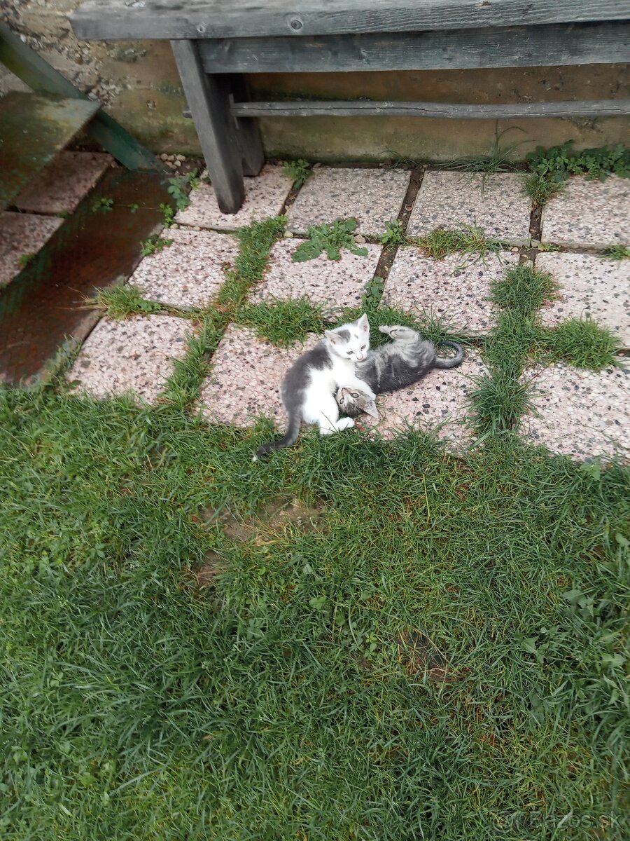 Mačiatka