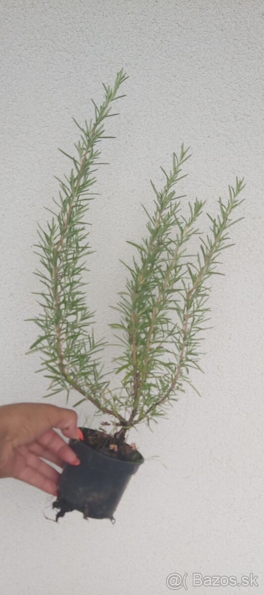 Rozmarín a Levandula