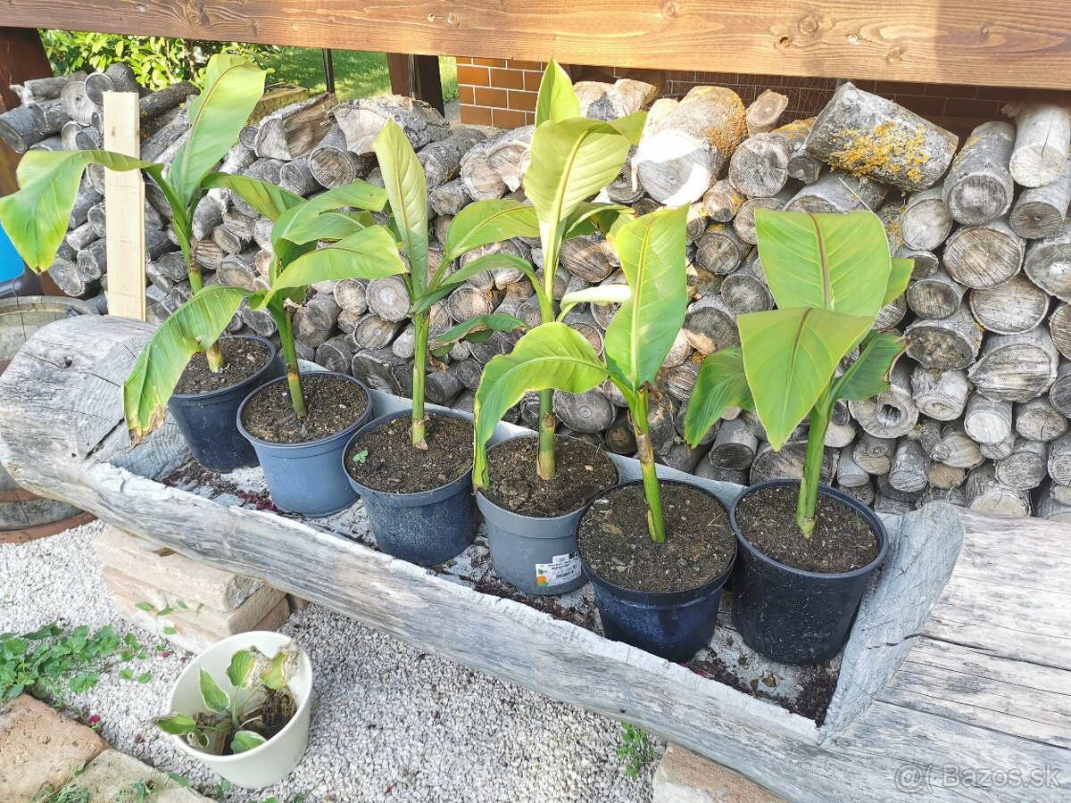 Bananovnik musa basjoo