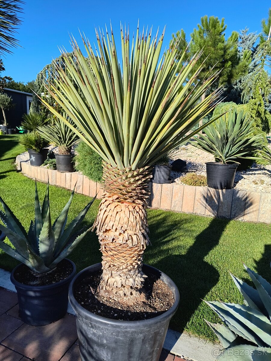 Yucca rigida