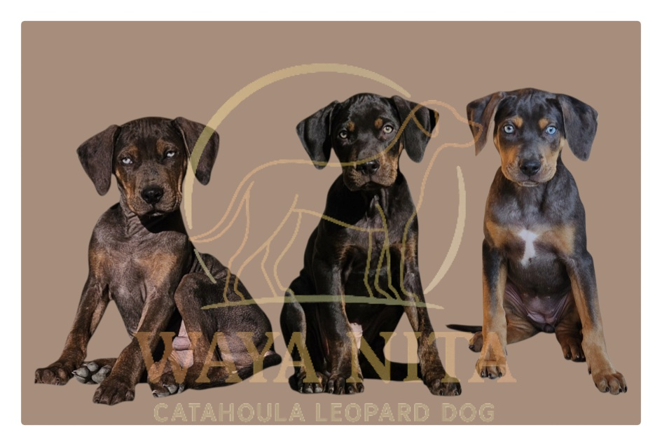 Louisiansky leopardí pes – šteniatka s PP