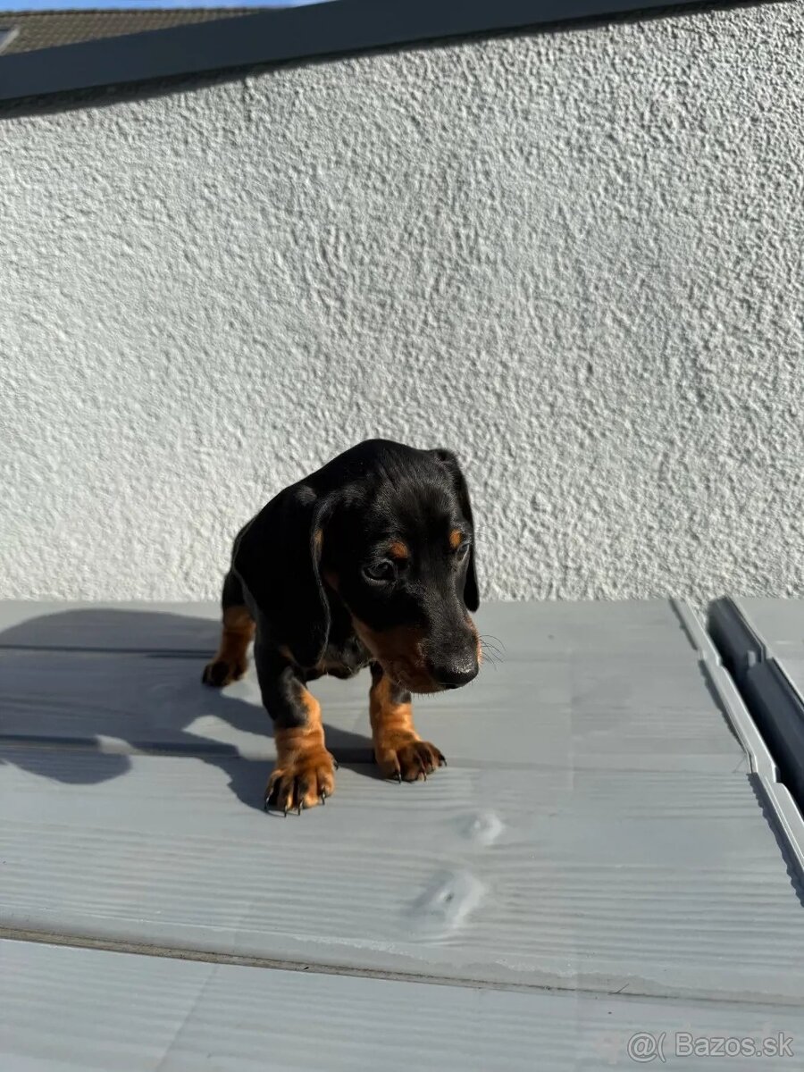 Šteniatka čivavy a jazvečíka s rodokmeňom na adopciu